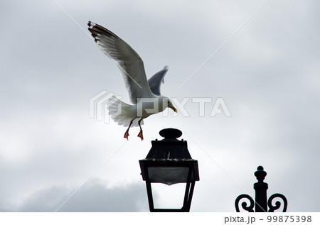 アヴァルの断崖の海岸通りを飛翔するカモメ 99875398