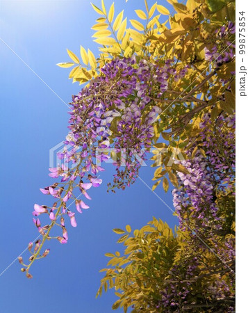 青空にフジの花(スローシンクロ) 青空にフジの花(スローシンクロ) 99875854