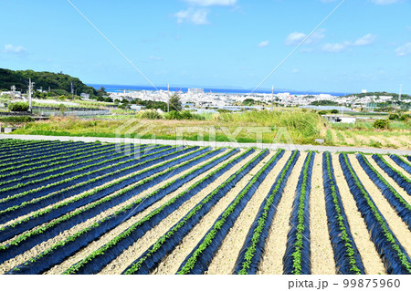 糸満市大里より糸満市街地／方面を望む(沖縄県糸満市)【2023.2】 99875960
