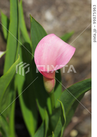 淡い白とピンクのオランダカイウの花が日差しを浴びて咲いている。 淡い白とピンクのオランダカイウの花が日差しを浴びて咲いている。 99875963