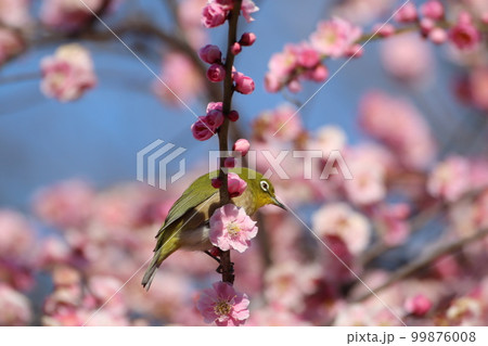 梅とメジロ 99876008