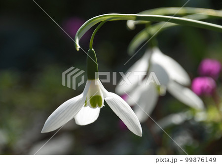 スノードロップ スノードロップ 99876149