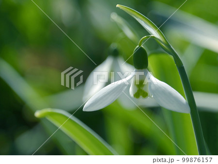 スノードロップ 99876157