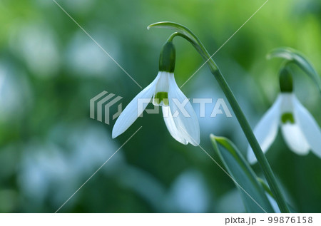 スノードロップ 99876158