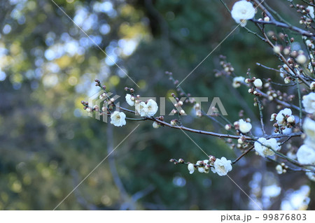 ほころび始めた白梅の花 99876803