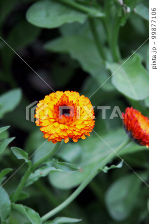 キンセンカ 99877106