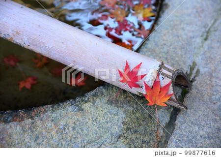 カエデの落葉　秋の風情 99877616