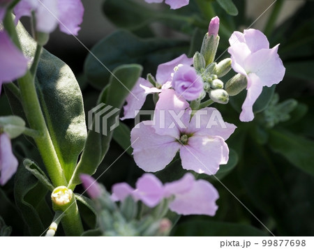 一重咲きのストックの花 99877698