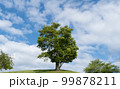 大きな木と爽やか青空と白い雲、気持ちいい初夏 99878211