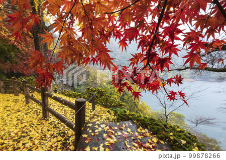 秋の君ヶ野ダム湖畔 秋の君ヶ野ダム湖畔 99878266