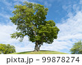 晴れた日の大きな木のアップ 99878274