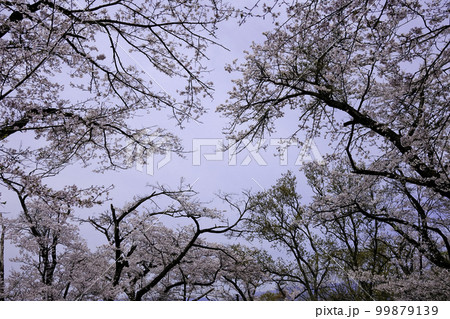 満開の桜 99879139
