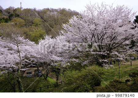 満開の桜 99879140