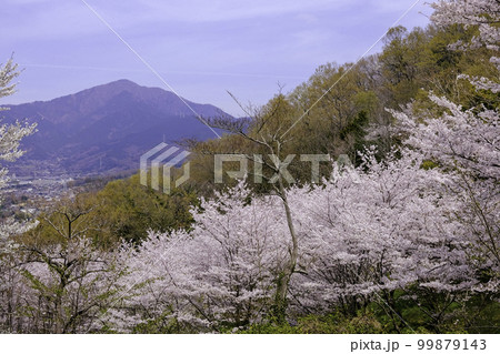 大山と桜 99879143