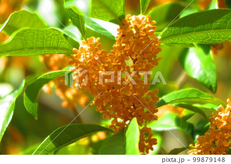 見頃のキンモクセイの風景2 99879148