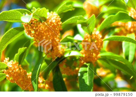 見頃のキンモクセイの風景3 99879150