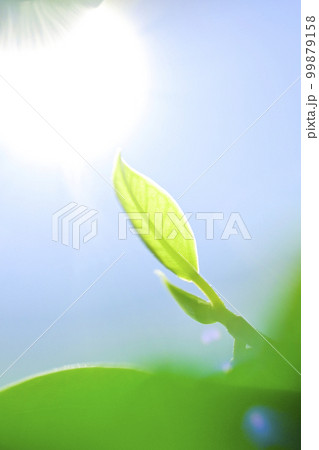 太陽の光を浴びる新緑の若葉 太陽の光を浴びる新緑の若葉 99879158