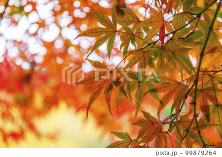 秋の錫杖湖畔 99879264