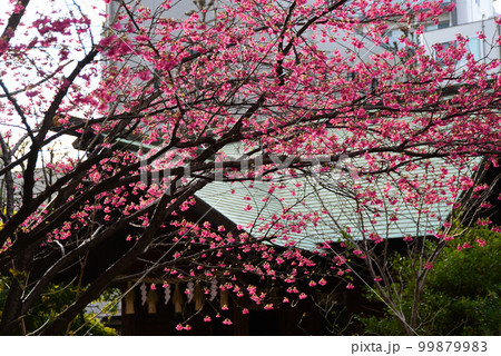 街角に咲く桜 99879983