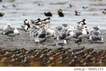 冬の渡り鳥 冬の渡り鳥 99881153