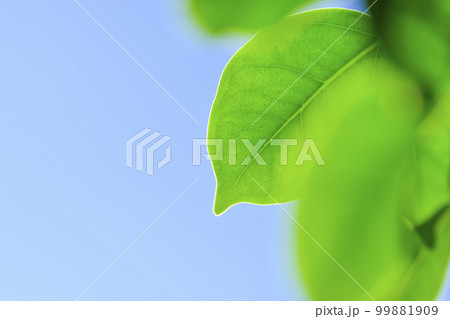 さわやかな快晴の青空に映える新緑の葉 さわやかな快晴の青空に映える新緑の葉 99881909