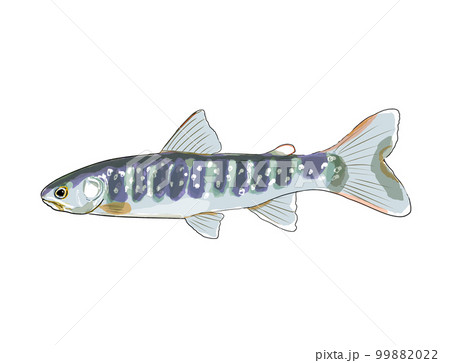 アメマス 99882022