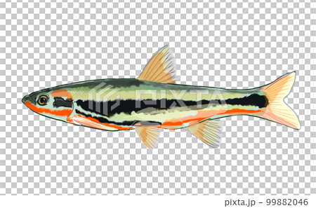 鯉魚 99882046