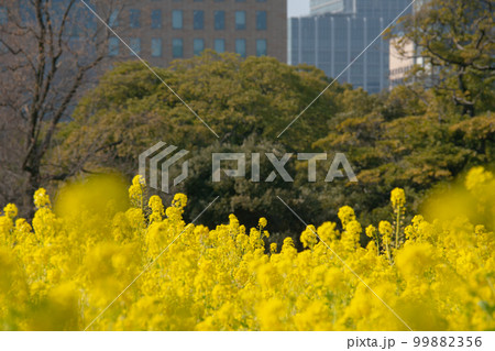 穏やかに晴れた早春の浜離宮恩賜庭園　満開の菜の花畑 99882356