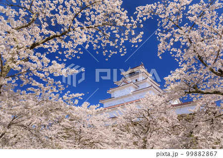 福島_鶴ヶ城と桜満開の絶景 99882867