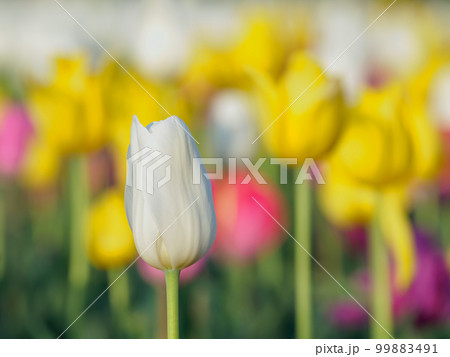 富山_満開のチューリップ 99883491