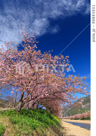静岡伊豆_満開の河津桜風景 99883931