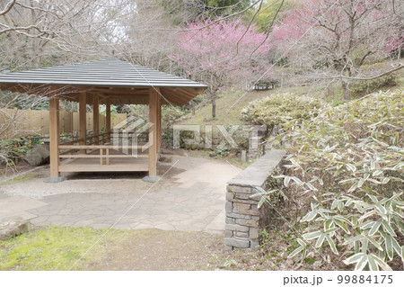 静岡県熱海市熱海梅林の春（曇り） 99884175