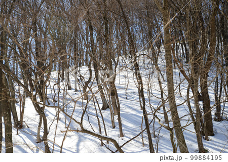 冬山の景色 雪の積もった広葉樹林 蔵王烏帽子 冬山の景色 雪の積もった広葉樹林 蔵王烏帽子 99884195