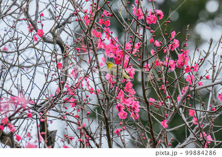 梅、メジロ、春の花 99884286