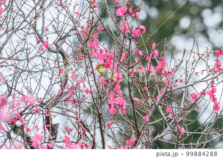 梅、メジロ、春の花 梅、メジロ、春の花 99884288