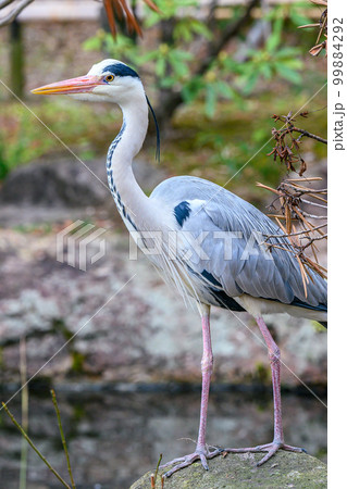 アオサギ アオサギ | ZooPicker