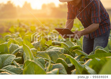 Farmer working in the tobacco field. Man is examining and using digital tablet to management, planning or analyze on tobacco plant after planting. Technology for agriculture Concept Farmer working in the tobacco field. Man is examining and using digital tablet to management, planning or analyze on tobacco plant after planting. Technology for agriculture Concept 99884604