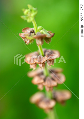 花後にできるバジル・ハーブの種鞘（マクロレンズ使用・屋外撮影） 99884757