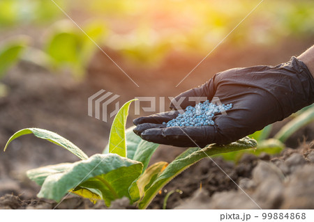 Farmer working in the field of tobacco tree. Close up hand giving fertilizer to young tobacco plant. Growing or agriculture business concept. 99884868