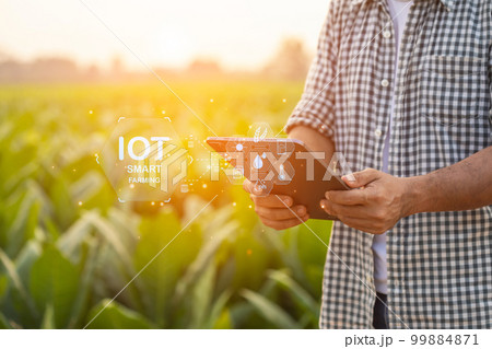 Farmer working in the tobacco field. Man is examining and using digital tablet to management, planning or analyze on tobacco plant after planting. Technology for agriculture Concept Farmer working in the tobacco field. Man is examining and using digital tablet to management, planning or analyze on tobacco plant after planting. Technology for agriculture Concept 99884871