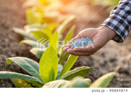 Farmer working in the field of tobacco tree. Close up hand giving fertilizer to young tobacco plant. Growing or agriculture business concept. Farmer working in the field of tobacco tree. Close up hand giving fertilizer to young tobacco plant. Growing or agriculture business concept. 99884874