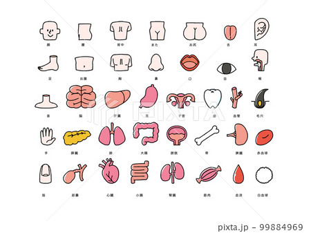人体の内臓や部位のアイコンセット 人体の内臓や部位のアイコンセット 99884969