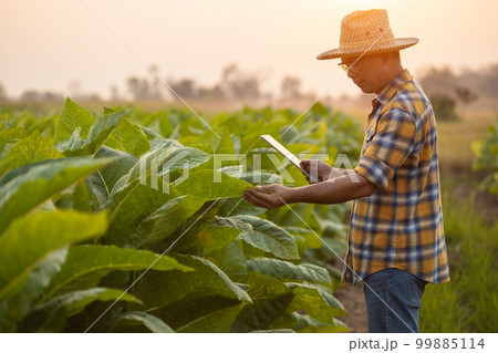 Farmer working in the tobacco field. Man is examining and using digital tablet to management, planning or analyze on tobacco plant after planting. Technology for agriculture Concept Farmer working in the tobacco field. Man is examining and using digital tablet to management, planning or analyze on tobacco plant after planting. Technology for agriculture Concept 99885114
