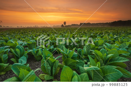Young green tobacco plant in field at Sukhothai province northern of Thailand Young green tobacco plant in field at Sukhothai province northern of Thailand 99885125