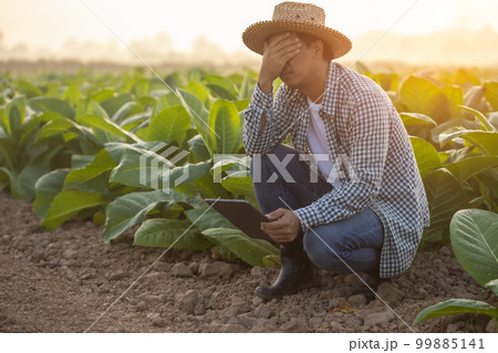 Fail, unsuccessful or very tired farmer concept. Asian farmer is working in the field of tobacco tree, sitting and feeling quite bad, sick and headache Fail, unsuccessful or very tired farmer concept. Asian farmer is working in the field of tobacco tree, sitting and feeling quite bad, sick and headache 99885141