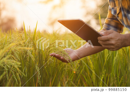 Farmers use tablet computers to check their fields. They are used for planning, care and post-planting analysis. Agricultural technology concepts. 99885150