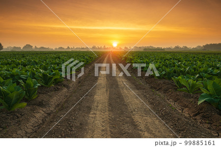 Young green tobacco plant in field at Sukhothai province northern of Thailand 99885161