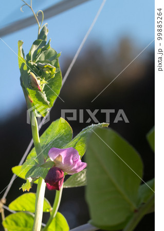 朝露を纏って朝日を浴びる紫えんどう豆 朝露を纏って朝日を浴びる紫えんどう豆 99885264