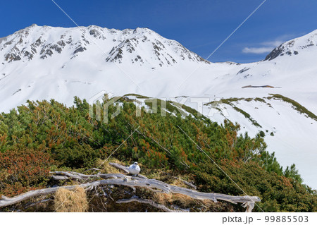 富山_初春の立山室堂の絶景 富山_初春の立山室堂の絶景 99885503