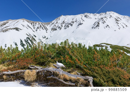 富山_初春の立山室堂の絶景 富山_初春の立山室堂の絶景 99885509